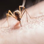 Come attaccare zanzariere alle inferriate guida pratica e consigli utili