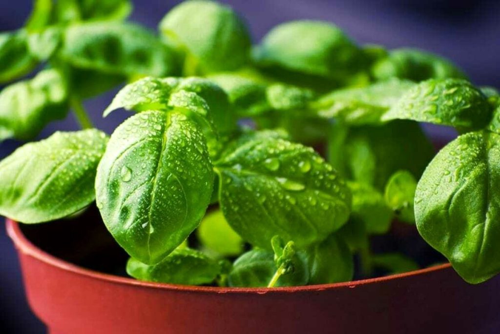 Basilico: come coltivarlo e farlo crescere rigoglioso