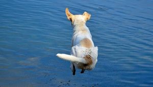 Cosa fare per i nostri amici a 4 zampe quando fa caldo