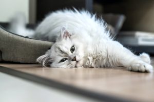 Chinchilla: le caratteristiche di un gatto dolcissimo e dal portamento elegante