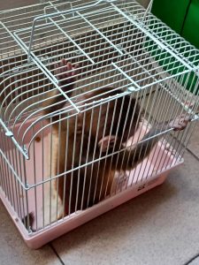 Sequestrano un cucciolo di scimmia dalla zoo e poi lo rilasciano, indagini in corso