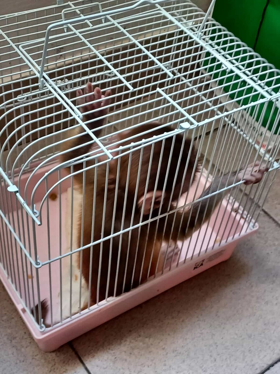 Sequestrano un cucciolo di scimmia dalla zoo e poi lo rilasciano, indagini in corso