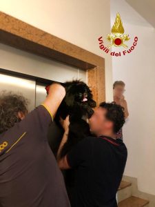 Il guinzaglio si incastra e il cane rimane appeso all'esterno dell'ascensore