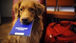 Passaporto per animali: perchè va fatto, quando serve