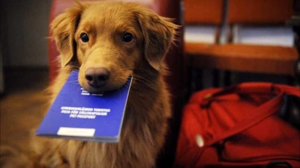 Passaporto per animali: perchè va fatto, quando serve