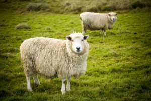 A 20 anni dalla morte della pecora Dolly perché non è stato ancora clonato l’uomo?
