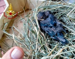 Rondinella cade dal nido, salvata dai Vigili del fuoco