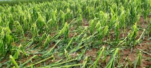 Maltempo, 50 le imprese colpite nel Vicentino