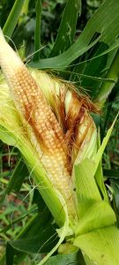 Maltempo, danni in agricoltura: abbattuti filari di vigneti e impianti arborei