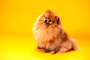 Volpino di Pomerania: origine, caratteristiche della razza e cura