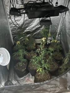 Fuma troppo e si sente male, i carabinieri trovano una serra di marijuana in casa: nei guai 40enne