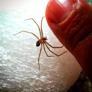Il ragno violino è il più pericoloso: si trova anche da noi