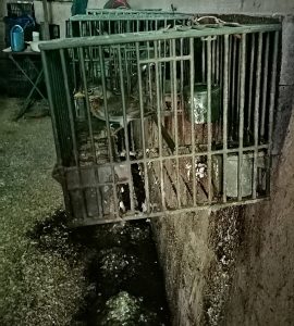 Cacciatore e bracconiere, maltrattava gli animali: denunciato un 50enne