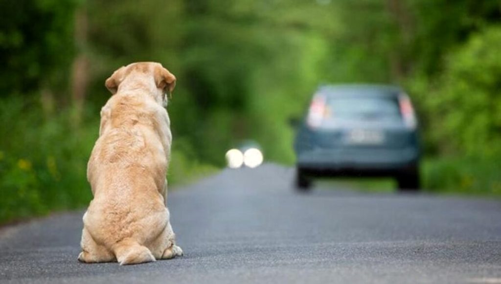 Animali feriti o abbandonati: ecco cosa fare e chi chiamare