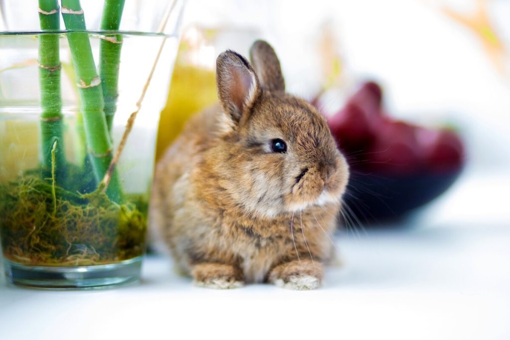 Il problema dell’abbandono dei conigli: l’impegno per tutelare questi animali da compagnia