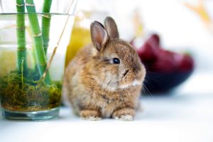 Il problema dell’abbandono dei conigli: l’impegno per tutelare questi animali da compagnia