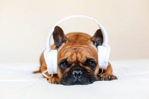 Spotify: come creare la playlist per il tuo amico peloso