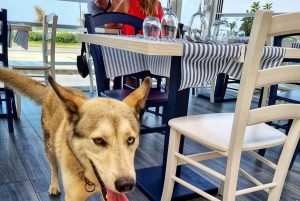 Giornata del cane: i ristoranti vicentini dove Fido è benvenuto