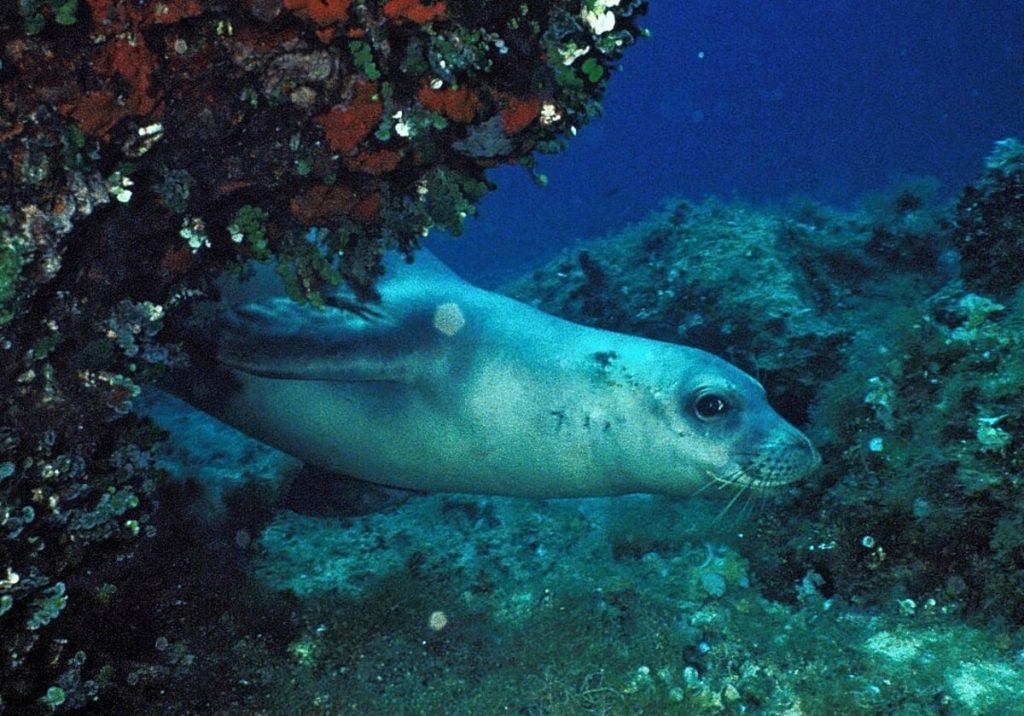 Mar Mediterraneo: un'immensa biodiversità a rischio. Il contributo del WWF