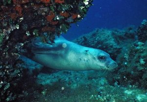 Mar Mediterraneo: un'immensa biodiversità a rischio. Il contributo del WWF