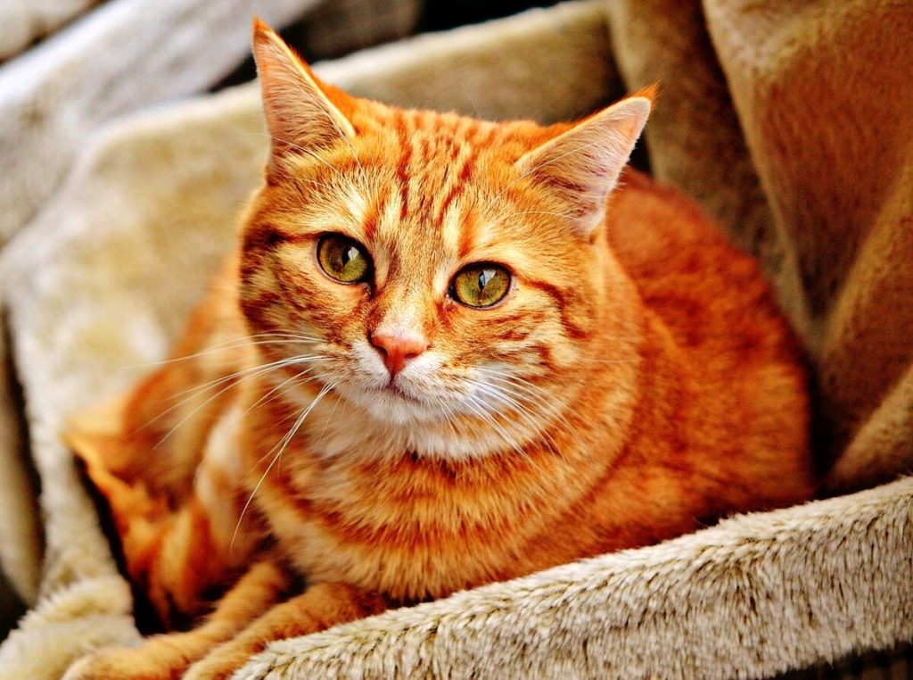 Dove è tornato l'incubo coronavirus, che stavolta uccide i gatti