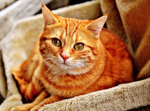 Dove è tornato l'incubo coronavirus, che stavolta uccide i gatti