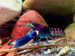 Le 11 straordinarie specie animali scoperte recentemente dagli scienziati