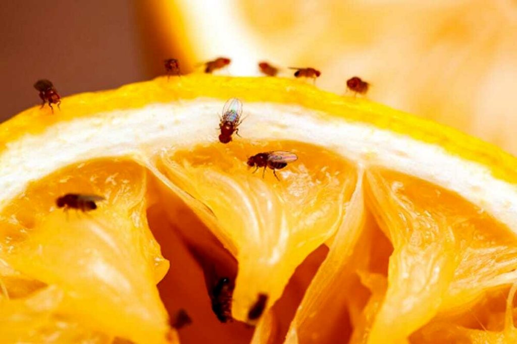 Come allontanare i moscerini della frutta con rimedi naturali