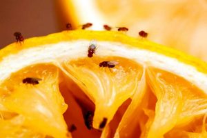 Come allontanare i moscerini della frutta con rimedi naturali