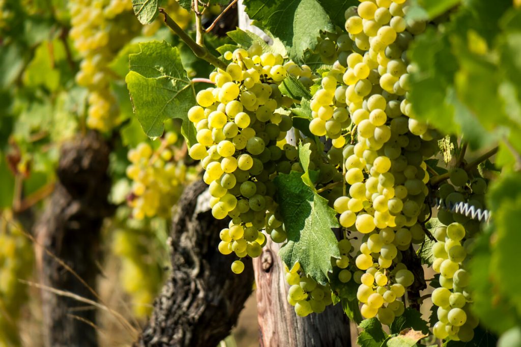 Vendemmia 2023, qualità buona ma non eccezionale: a Vicenza quantitativi in aumento