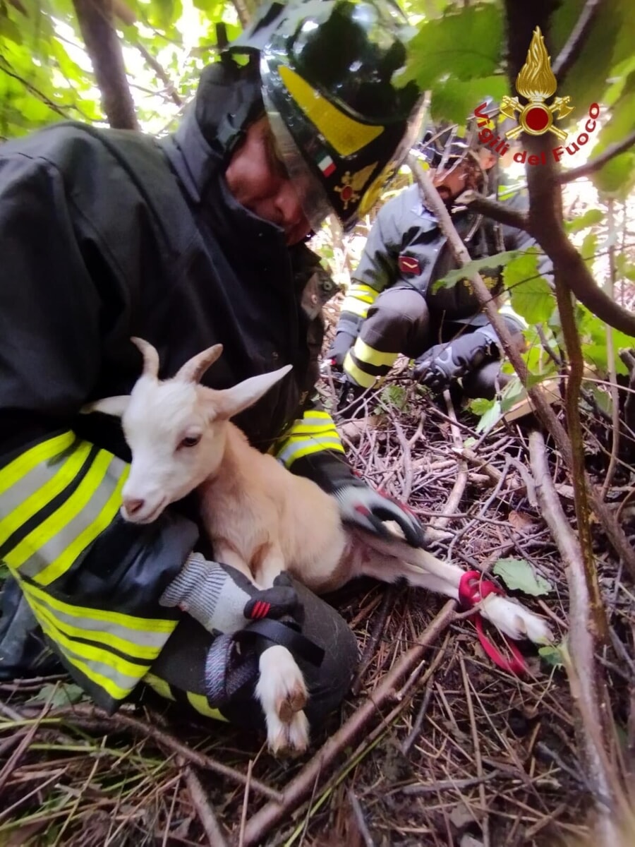 Capretta cade in una scarpata, salvata dai vigili del fuoco