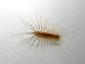 Scutigera: quante ne avete in casa? Non sono da uccidere!