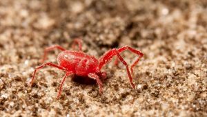 Ragnetti rossi: cosa sono e come allontanarli
