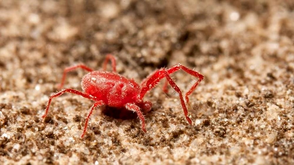 Ragnetti rossi: cosa sono e come allontanarli