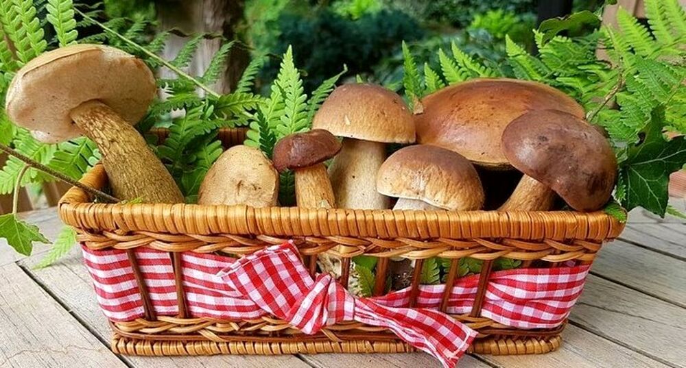 Le proprietà dei funghi, come riconoscerli e raccoglierli