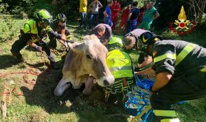 Mucca non riesce più ad alzarsi, i Vigili del fuoco la recuperano con l’elicottero
