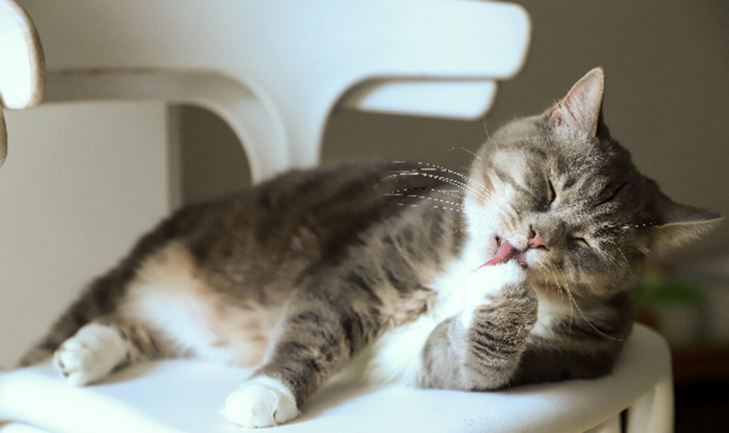 Come calcolare l’età del gatto e perché è importante