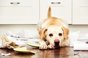 Animali domestici: i segreti per avere una casa pulita e profumata
