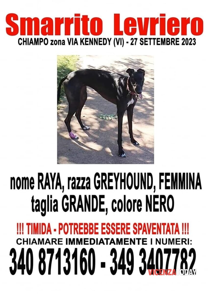 Cercasi Raya
