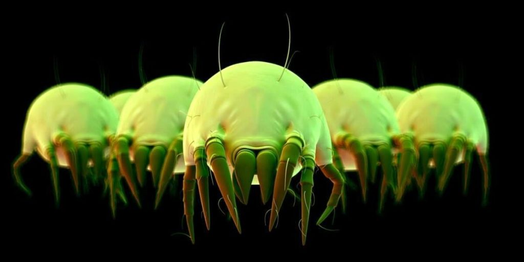Abitano nel nostro letto: come eliminare gli acari