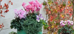 Garden Festival: le piante più belle per i balconi d'autunno