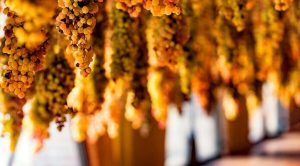 Festa Dell'uva e del Vin Recioto a Gambellara: 4 giorni di buon vino e cibo