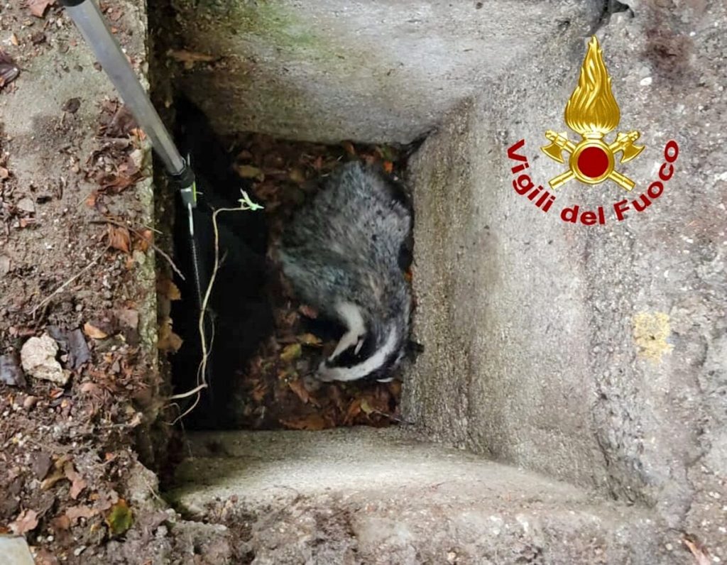 Tasso ferito si rifugia in un tombino, salvato dai Vigili del fuoco