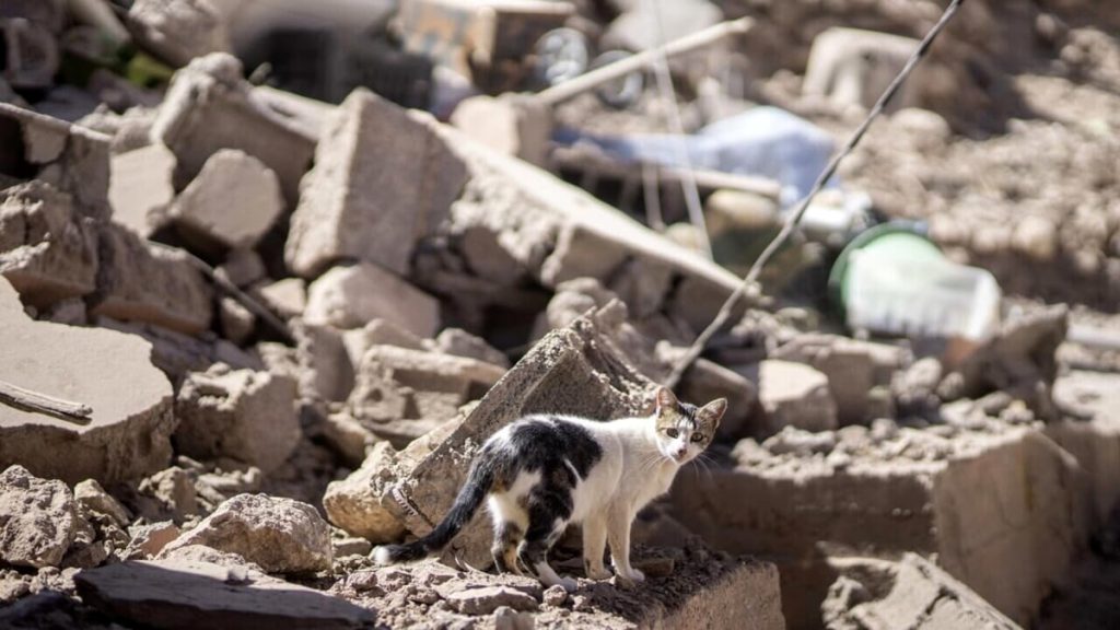 “Vicenza per il Marocco”, al via l’iniziativa di raccolta viveri e beni di prima necessità