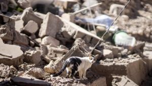 “Vicenza per il Marocco”, al via l’iniziativa di raccolta viveri e beni di prima necessità
