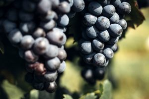 Vendemmia 2023, produzione di rilievo per la doc Colli berici e Vicenza