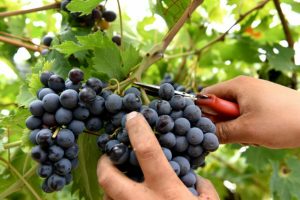 Vendemmia 2023, Nadal Condifesa TVB: "Ottima, contro le previsioni di un mese fa"
