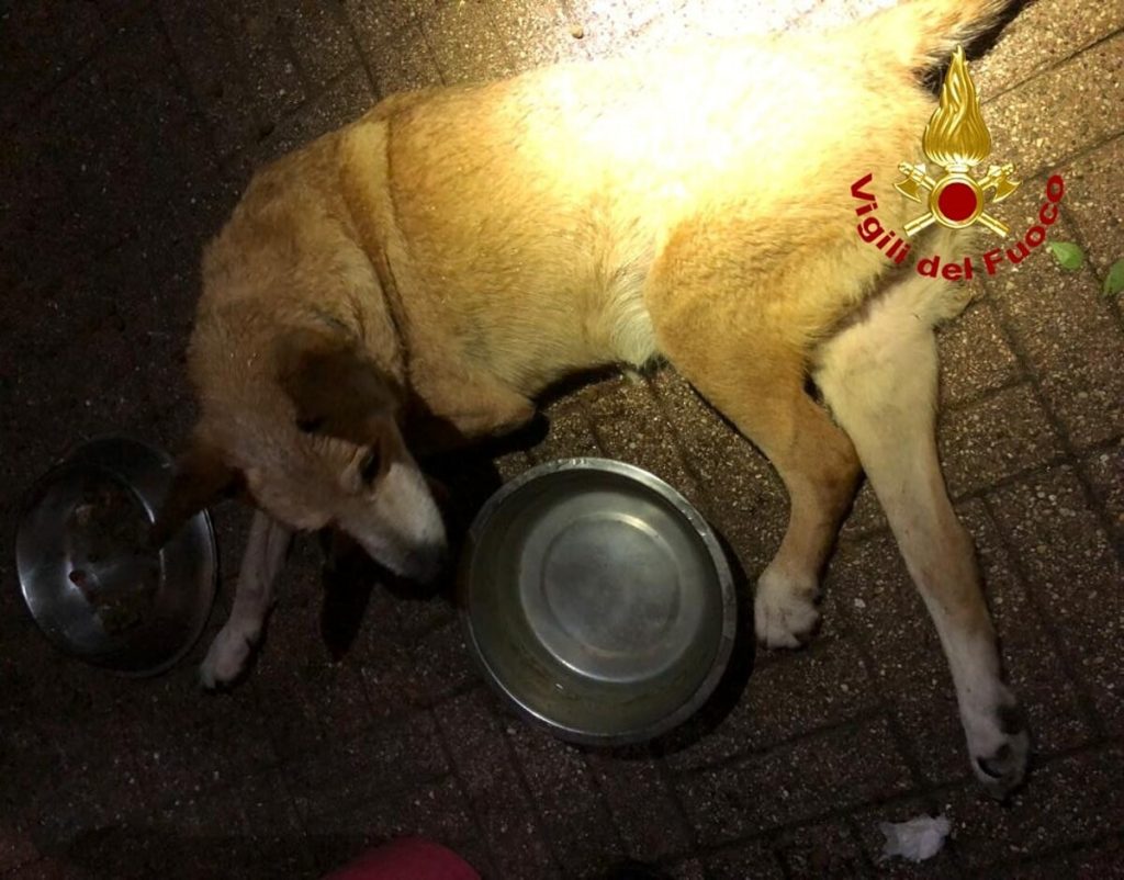 Finisce intrappolato in una siepe di rovi, vigili del fuoco salvano cane cieco