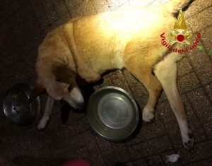 Finisce intrappolato in una siepe di rovi, vigili del fuoco salvano cane cieco