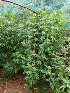 Serra di marijuana nell'orto, denunciato 42enne